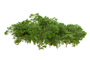 Fototapeta premium Green forest isolated on transparent background. 3d rendering - illustration