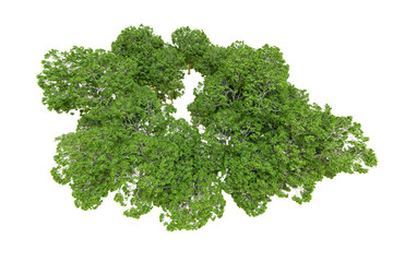 Obraz premium Green forest isolated on transparent background. 3d rendering - illustration