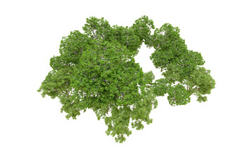 Obraz premium Green forest isolated on transparent background. 3d rendering - illustration
