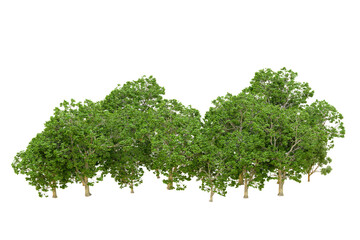 Green forest isolated on transparent background. 3d rendering - illustration