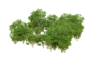 Obraz premium Green forest isolated on transparent background. 3d rendering - illustration