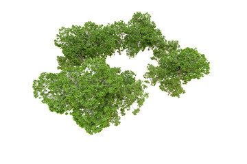 Obraz premium Green forest isolated on transparent background. 3d rendering - illustration
