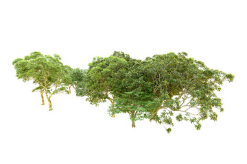 Green forest isolated on transparent background. 3d rendering - illustration