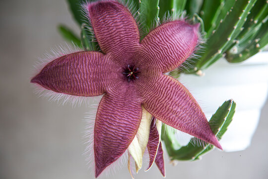 Cacto com flor  que parece uma estrela peluda