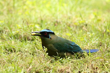 Momotus momota, barranquero