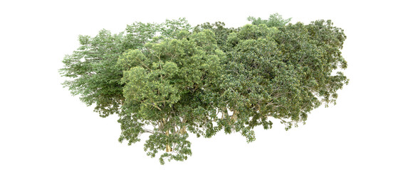 Obraz premium Green forest isolated on transparent background. 3d rendering - illustration