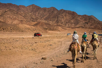 A caravan of camels carrying tourists along the shores of the Red Sea and high mountains.