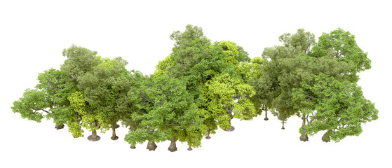 Green forest isolated on transparent background. 3d rendering - illustration