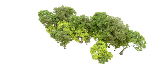 Green forest isolated on transparent background. 3d rendering - illustration