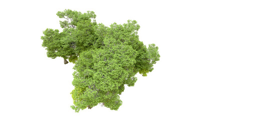 Obraz premium Green forest isolated on transparent background. 3d rendering - illustration