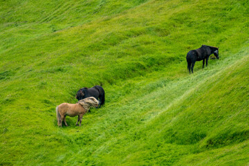 horses on the meadow