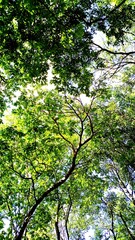 Green leaves  Tops of trees in the forest  the branches of tree you can see the sky background in the forest of ,Thailand 