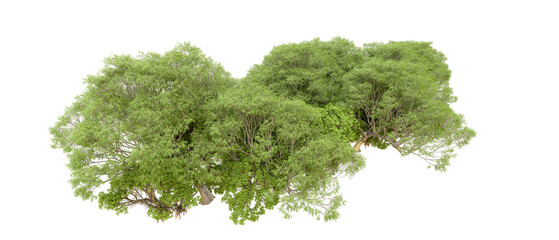 Obraz premium Green forest isolated on transparent background. 3d rendering - illustration