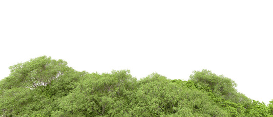 Green forest isolated on transparent background. 3d rendering - illustration