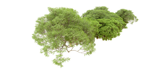 Green forest isolated on transparent background. 3d rendering - illustration