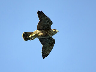 Peregrine falcon (Falco peregrinus)