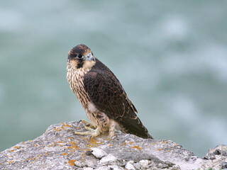 Peregrine falcon (Falco peregrinus)
