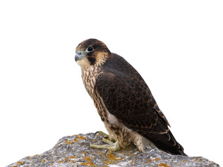 Peregrine falcon (Falco peregrinus)