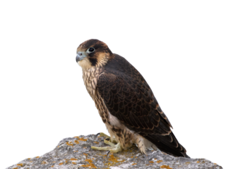 Peregrine falcon (Falco peregrinus)