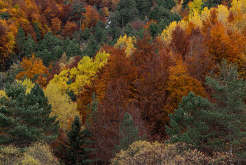 Natural pattern of a lush forest in autumn.