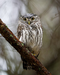 Pygmy owl on a branch deep in the forest