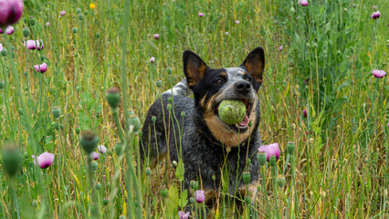 Australian Shepherd herding dog playing with a tennis ball in a field of tall grass and wildflowers.
