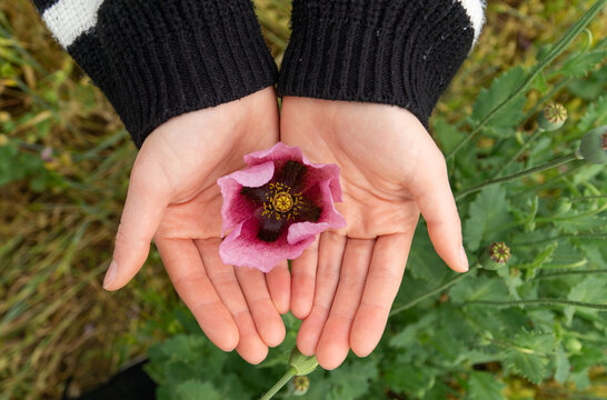 Two hands holding a beautiful purple flower delicately between them.