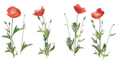 Red poppies isolated on transparent background. 3D rendering.