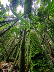 Green bamboo trees in a jungle