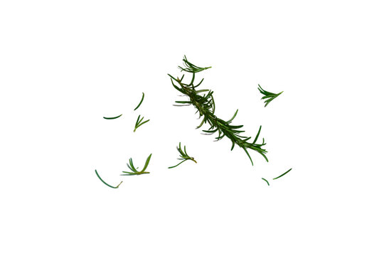 Rosemary leaves herbal on transparent background