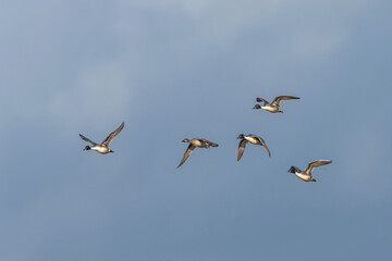 Northern Pintail. Anas acuta - group of birds in flight