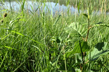 Green grass and reed. Close up and isolated. Blurred background and lake.