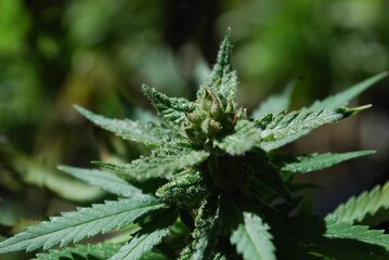 Closeup of cannabis sativa in a garden with green blurred background