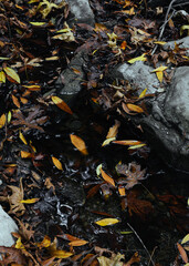 Autumn. Fallen leaves in the creek