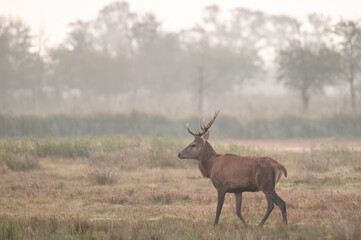Junger Rothirsch am Brunftplatz