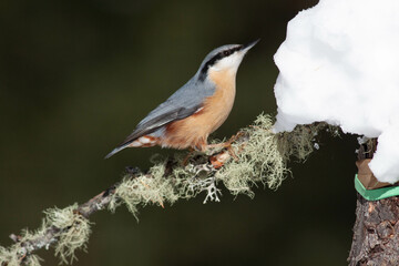 Bird in the wilderness.