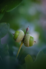 Oak acorns are like two eyes