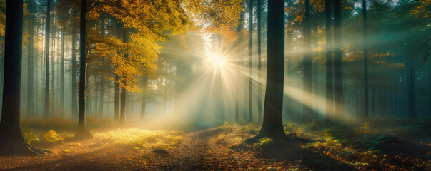 Beautifull autumn forest in sunset light. wide banner