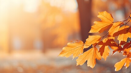 Naklejka na ściany i meble Autumn leaves on the sun and blurred trees. Fall background