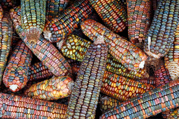 Colorful flint corn or Zea Mays corn on the cobs for autumn decoration, top view of mulit colored...