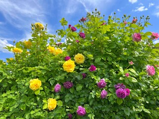 Fototapety na wymiar - Fototapeta24.pl