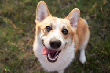 A close-up of a joyful Welsh Corgi, ears perked, against a blurred green backdrop. Its gaze, full of excitement, invites playfulness and connection