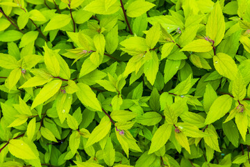 Spiraea japonica. Fresh green leaves on a sunny day, abstract natural photo