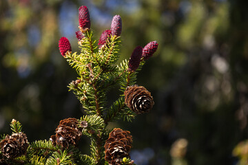 Spruce tree branch with red cones over blurred natural background