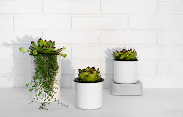 Evergreen succulents in small flower pots against white brick wall. Home interior.