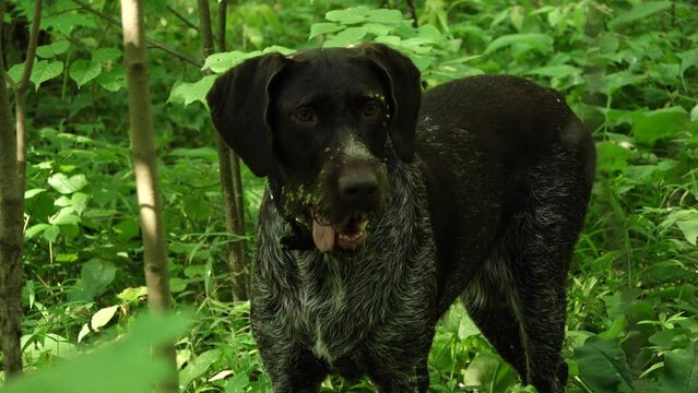 Hunting dog of the German breed Drathaar, a smooth-haired pointing dog in summer in the forest in its natural