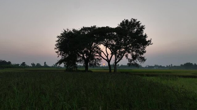 Panorama view of lonely tree in a foggy farm field in the morning haze by sunrise.A ledder and hide for hunters up in deciduous tree for hunting or observing. 4k