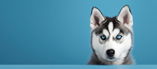 cute blue animal portrait the furry Siberian husky with stunning blue eyes gazes at the camera looking both adorable and slightly angry making its brown eyes stand out as it howls