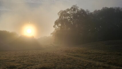 Fototapeta na wymiar morning mist in the field