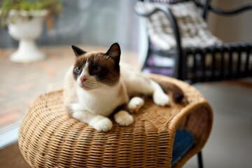 Funny domestic cat climbs up the cat pole.